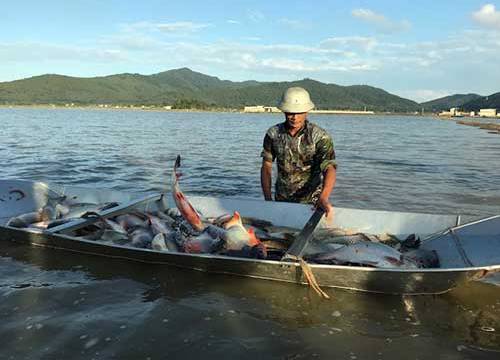 Nửa năm nuôi cá, nửa năm trồng lúa, ruộng hoang biến thành "vàng"