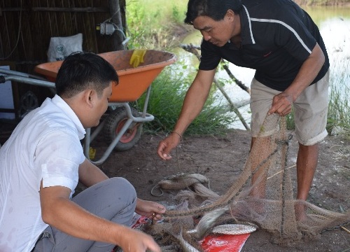 Nuôi cá "lạ" trong ao tôm ở Cà Mau, sau 4 tháng bán 90 ngàn/ký