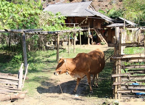 Thăm lại đàn bò Báo Nông thôn ngày nay tặng hộ nghèo biên giới