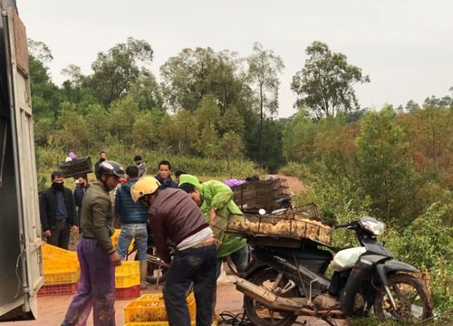 Gà Trung Quốc ồ ạt nhập lậu "biến" thành gà nội