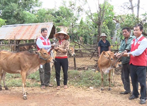 Hỗ trợ bò giống cho người mắc bệnh phong