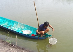 Nhiều vố thua đau, người ương cá tra giống "chạy làng" hóa chất