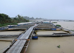 Nước sông lên nhanh, hơn 40 lồng cá trôi sông