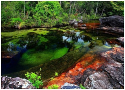 Chiêm ngưỡng vẻ đẹp của dòng sông ngũ sắc ở Colombia