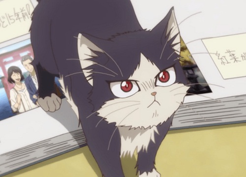 Mèo sẽ trông như thế nào nếu biến thành những cô gái trong anime? - WOM  JAPAN