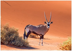 Namibia, vùng đất "ngoài hành tinh"