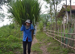 Người dân miền núi chủ động phòng chống rét cho gia súc, gia cầm