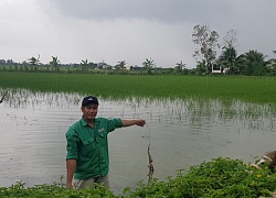 Xôn xao vụ thu mua lúa non giá cao bất thường để làm... thuốc nam