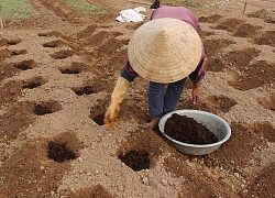 Chuyện hiếm thấy ở Nghệ An: Vào tận vườn "tranh mua" rau sạch