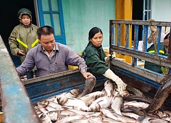 Lãi to bắt được hàng tấn cá mè khi hồ Phú Ninh xả nước sau mưa lịch sử