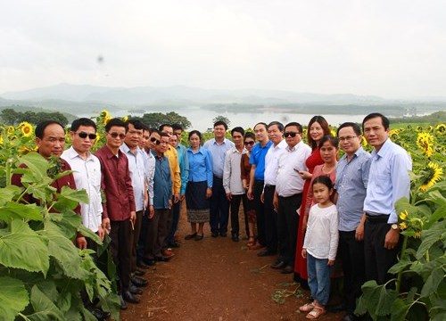 Ban Tuyên huấn tỉnh Xiêng Khoảng (Lào) tham quan cánh đồng hoa hướng dương Nghĩa Đàn