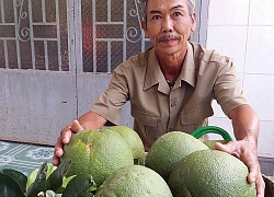 Bí quyết trồng bưởi da xanh mỗi năm lời hơn nửa tỷ đồng