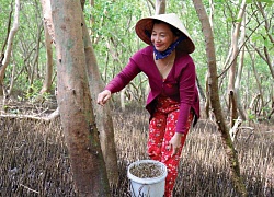 Cà Mau: Thả loài ốc leo cây trong rừng ngập nước, bán 100 ngàn/ký