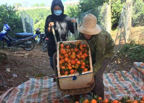 Cam Cao Phong cuối vụ mọng ngọt, thương lái đổ về mua tới tấp