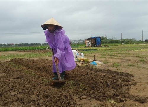 Đà Nẵng: Nông dân mất trắng sau trận mưa lịch sử