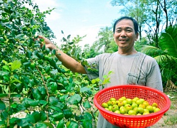 Độc đáo mô hình trồng táo + nuôi dê, táo ngọt mát nhờ "ăn" phân dê