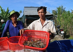 Độc đáo: Nuôi tôm càng xanh toàn đực trên ruộng, chưa ai bị thua lỗ