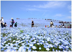 Khám phá vẻ đẹp huyền diệu của cánh đồng Nemophila