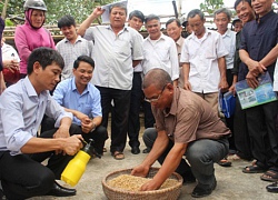 Lợn khoẻ, thịt ngon, đặc biệt không sợ bão giá nhờ kiểu cho ăn này