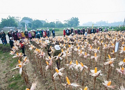 Ruộng ngô đẹp lạ của nông dân Thái Nguyên