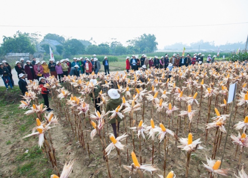 Ruộng ngô đẹp lạ của nông dân Thái Nguyên