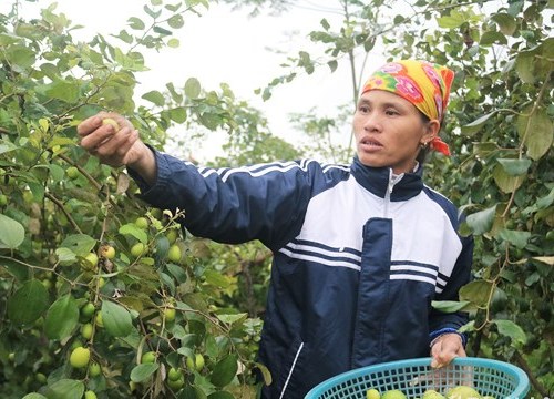 Đưa táo ra đồng, cây nào cũng sai trĩu lại ngọt lịm, bán được giá