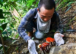 Được tài trợ 5,4 tỷ, nông dân xứ Quảng sẽ giàu nhờ nấm linh chi