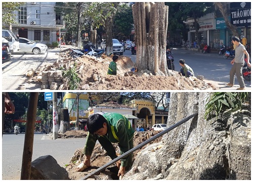 Hòa Bình: Bàng hoàng nhìn cảnh 50 cây hoa sữa cổ thụ bị "tàn sát"