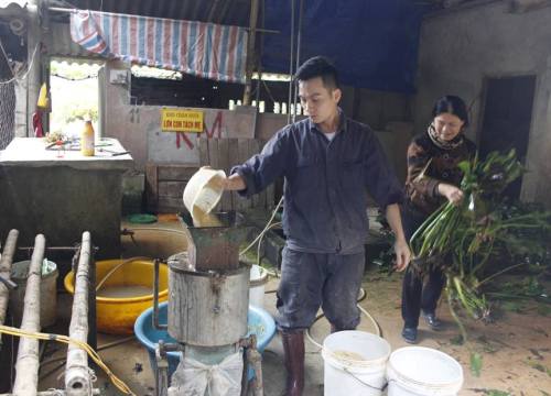 Phối "lung tung" ra loài lợn "thập cẩm" siêu khỏe, thịt cực ngon