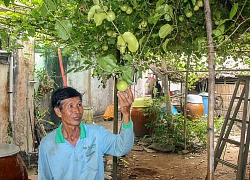 Trồng thành công chanh dây ngọt lạ, bán 100 ngàn đồng/ký