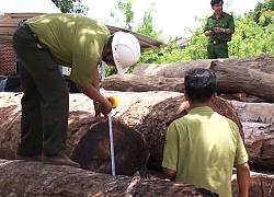 Vụ gỗ lậu Phượng râu: Giám đốc DN hối lộ kiểm lâm trăm triệu đồng