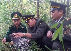 Gùi cả bao tải chứa động vật hoang dã qua khu vực biên giới