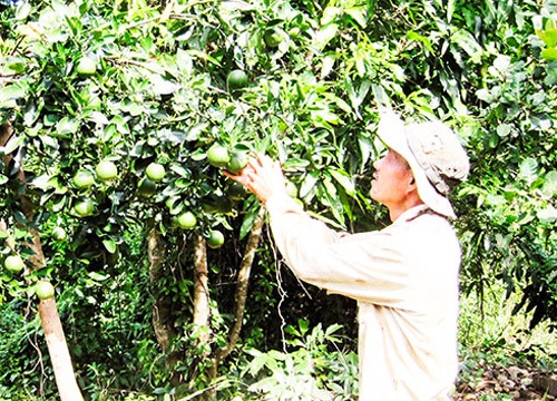 Khánh Hòa: Thu hàng trăm triệu đồng mỗi năm từ vườn cây ăn trái