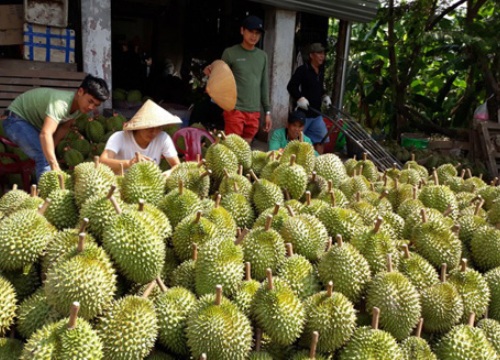 Trung Quốc sẽ mở cửa thêm 7 loại củ quả: Đàng hoàng đi chính ngạch