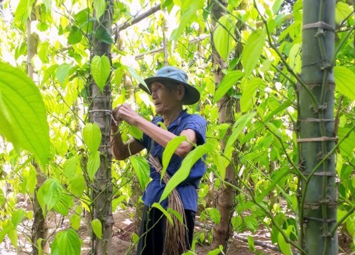 An Giang: Đón vụ trầu Tết, cả làng sống khỏe re bởi đếm lá ra tiền