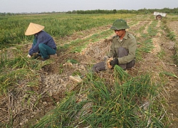 Cây "vàng" ở Hải Dương, chỉ trồng 1 vụ đông đã "đẻ" ra 1.000 tỷ