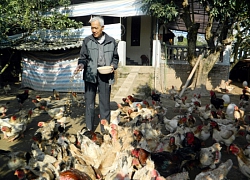 Hưng Yên: Loài gà đầu củ tre, "chân voi" được "ăn ngon, ở ấm" chờ Tết