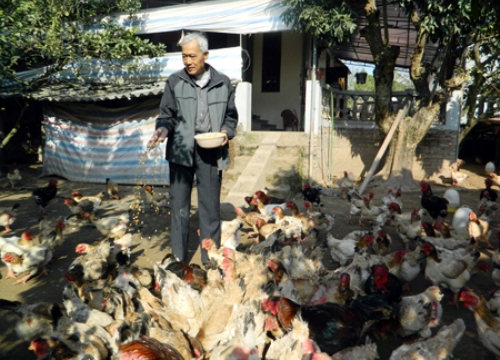 Hưng Yên: Loài gà đầu củ tre, "chân voi" được "ăn ngon, ở ấm" chờ Tết