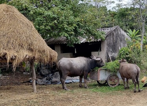 Quảng Ninh: Tích cực phòng chống rét cho cây trồng, vật nuôi