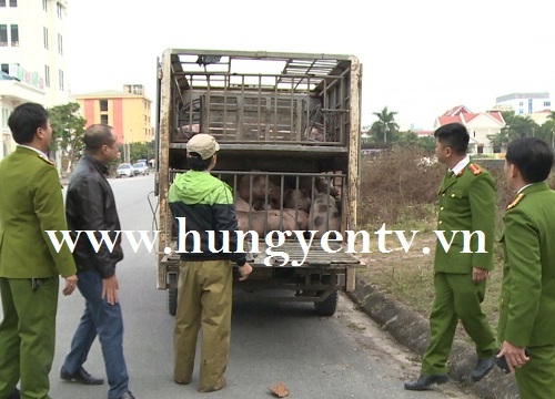 Bắt vụ vận chuyển 1,5 tấn thịt lợn mắc bệnh lở mồm long móng đi tiêu thụ