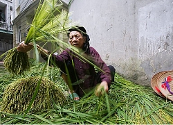 Bài dự thi Nhớ thương mùi Tết: Mùi bánh in mỗi độ Tết về