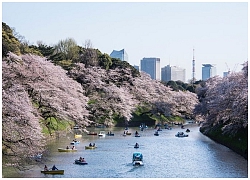 Năm mới tới Tokyo để có cơ hội chiêm ngưỡng những điều &#039;có một không hai&#039;