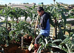 SIÊU LẠ ĐÀ LẠT: Đưa atiso lên chậu thành bonsai tiền triệu chưng Tết