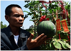 Trái, cây cảnh độc lạ chưng Tết ở Sài Gòn