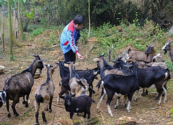 Vay vốn nuôi dê, nhà nông xứ Mường sung túc