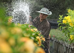 'Vương quốc hoa' miền Tây những ngày giáp Tết