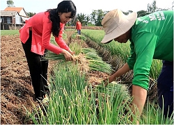 Giả bộ hỏi thăm cuối cùng Xin Mót Hành Lá về làm Dưa Chua