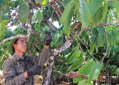 Giá cà phê khó khởi sắc do nguồn cung dồi dào