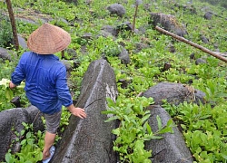 Lạ đời: Lên núi "vạch" đá, trồng rau cải, thu tiền kìn kìn mỗi ngày