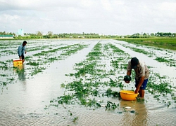 Mưa bão đi qua, hoa màu bị càn quét, nông dân miền Tây lo mất tết